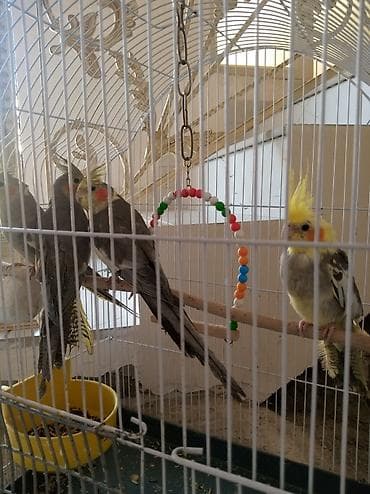 Tutuquşları: 3 ədəd boz karella 1 disi 2 erkəy Təcili satilir cut alana hamsin — 3