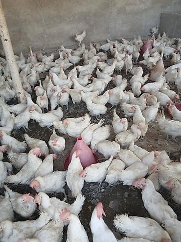 dəvəquşu yumurtası qiyməti: Digər quşlar — 1