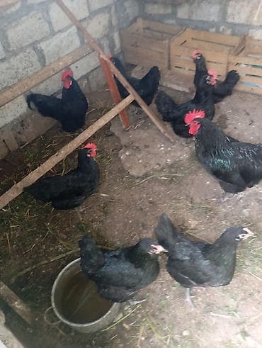 ataks toyuqlari: Toyuq, Australorp, Yumurtalıq, Ünvandan götürmə — 3