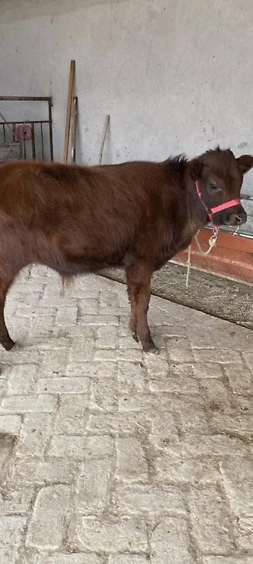 Tata: 5 aylıq erkey dana — 1