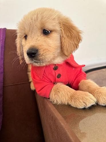 erkek: Labrador-retriver, 1 ay, Erkek — 4