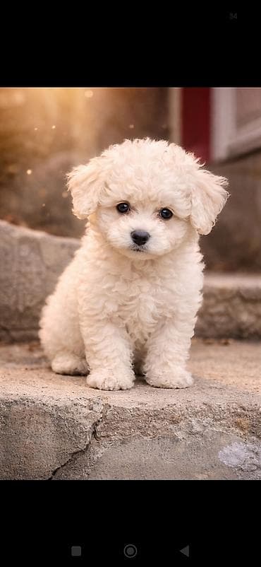 itlə barter: Pudel — 1