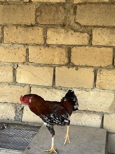 quşlar: Məhsul: Qarışıq heyratı xoruzlar
Real alıcıya endirim olacaq — 1