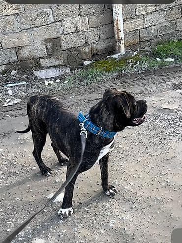 it üçün ev: Mastif — 3