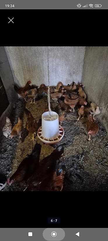 Xoruz, il: <1, Ünvandan götürmə — 6