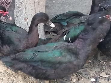 ordek satisi: Təcili satılır sağlam heyvanlar 3 erkek 3 fere fərələr 20 erkəklər — 9