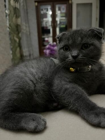 Akvariumlar: Şotland yastı qulaq — 1