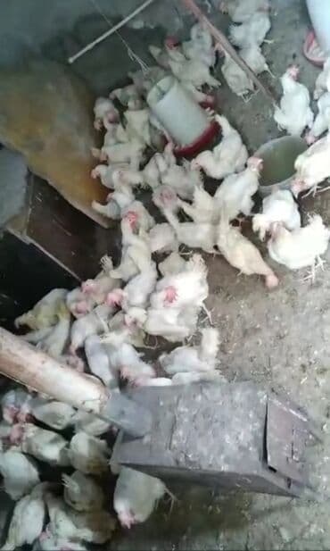 cuce ve xoruz: Toyuq cücələri, Ətlik, Ödənişli çatdırılma — 2