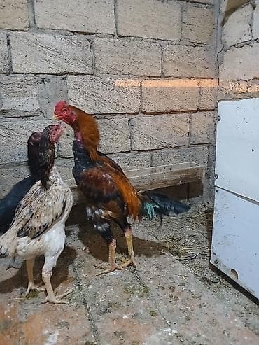 ucuz toyuq satisi: Toyuq, Damazlıq — 8