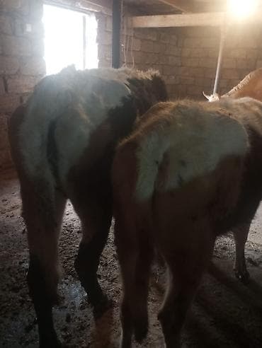 it satanlar: Malar satılır 2 dənə sağlamlıq düyədi.1kəsimə yarıyır.qiymət3100 — 1