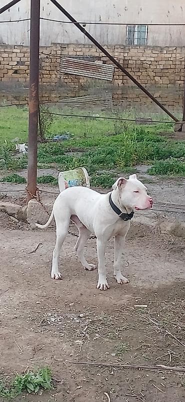 heyvan bazarı: Pitbul, 10 ay, Erkek, Peyvəndli — 5