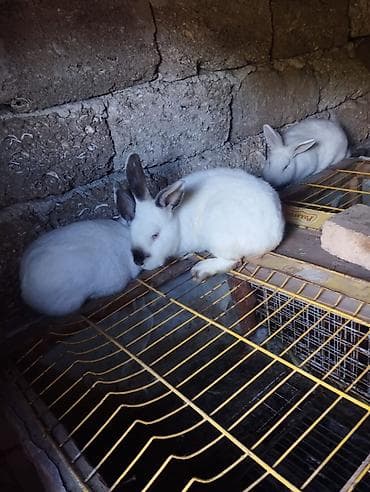 etlik cuceler: Ağ rəngli dovşanlar – yetişdirmə və ev heyvanı üçün - Rəng: tam ağ — 6