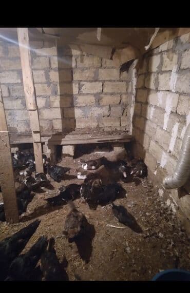 ördək balası və cücə: Məhsul: muskoviy ördəkləri (indoutka) — 2