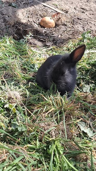 avçarka bala: Ev dovşanları – 2 gözəl bala - Rənglər: biri tam qara, digəri ağ — 5
