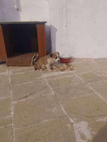 Yuvalar: Zvanok it balasi satilir 1 ayliqdi tam saglam heyvandi — 4