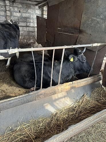 inek cinsleri: Dişi, Simental, il: 3, Südlük — 3