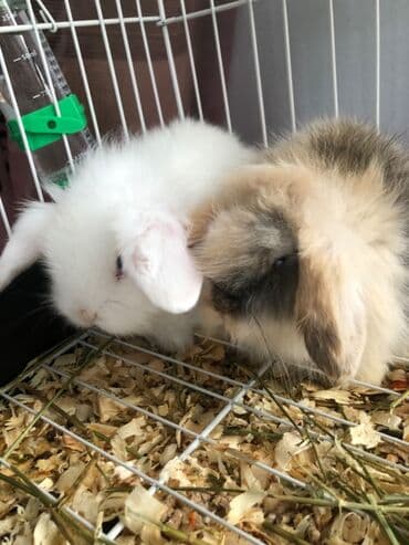 Minilap dovşan 1i erkek 1i dişi setqası su qabları qumu otları üsdündə
