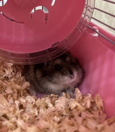 balaca it adlari: Cırtdan xomyak – dekorativ ev heyvanı - Növ: Cırtdan (cücə) xomyak - — 2