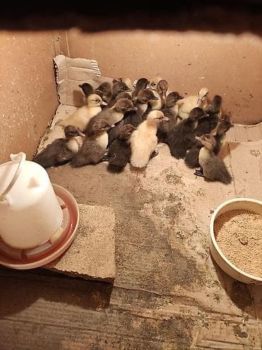 ceyran sekilleri: Məhsul: Ördək balaları (brooder şəraitində) Təsvir: - Şəkillərdə — 2