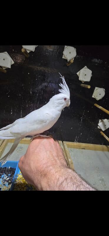 ag dovsan: Ag yanaqsiz erkey va maya cavandilar teze atilib bir yere 9 ayliq. el — 4