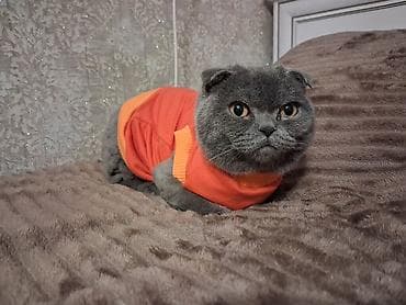 Şotland yastı qulaq