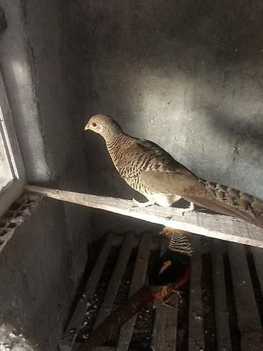 anqus əti: Qızıl Fere iki eded - Növ: Qızıl fazan (Chrysolophus pictus) – bir — 1