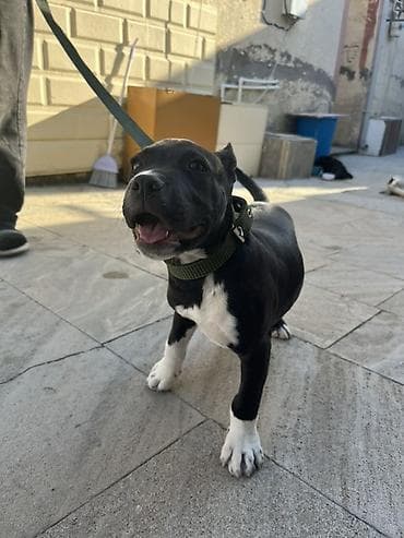 itler haski: Pitbul, 2 ay, Erkek, Peyvəndli — 3
