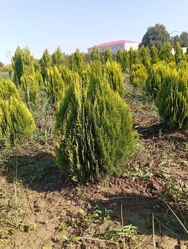 пластмассовый бак для воды купить: Her növ ağaclar ve dekarativ ağaclar çox ucuz ve qarantili gubresiz — 7