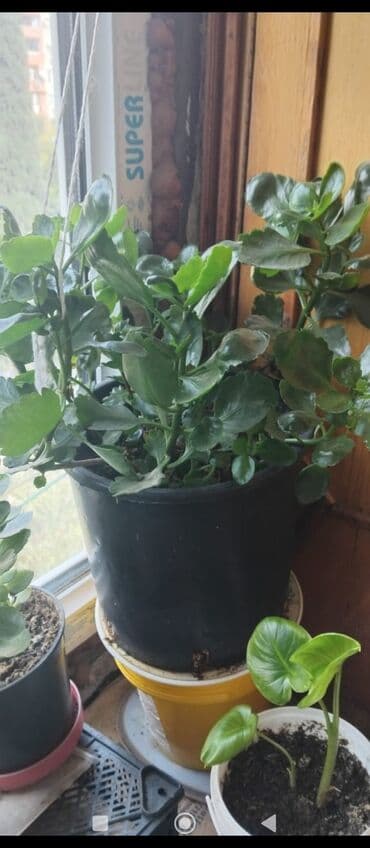 куплю комнатные растения: Məhsul: Otaq gülləri (saksıda) Təsvir: - Şəkillərdə müxtəlif — 9