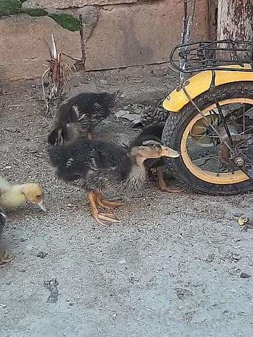 cins keciler: Ördək balaları – qarışıq rəngli (qara-boz və açıq sarı) 20.gunlul — 1
