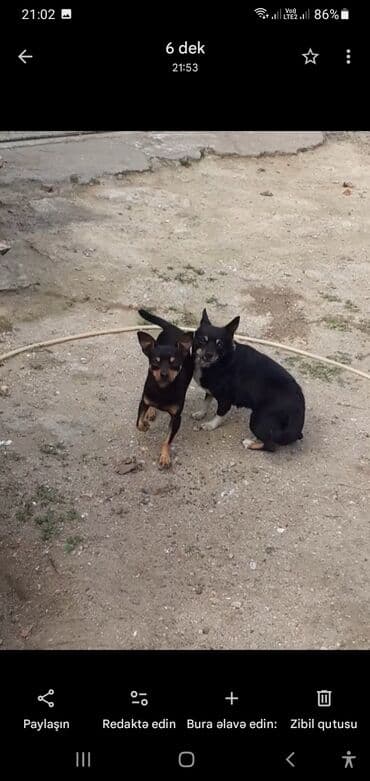 Opel: Миниатюрный пинчер, 2 года, Самец — 2