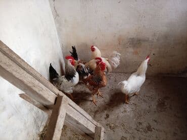 Toyuq, Damazlıq lalafo.az -da Toyuq, Damazlıq