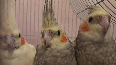 Tutuquşları: Nimfa (Cockatiel) tutuquşuları – 3 ədəd Xüsusiyyətlər: - Növ: Nimfa — 3