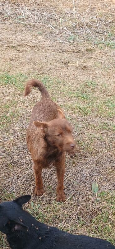 Jeep: 1 il, Dişi, Peyvəndli, Ödənişli çatdırılma — 2