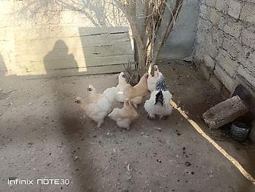 it qiz sekilleri: Ponpon toyuq satılır — 1