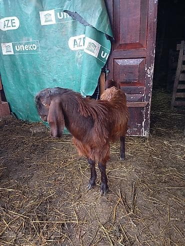 qoyunla: Satılır. safqan hələb erkeyi 7 aylıqdı. qoyun quzu ilə barter olunur — 3