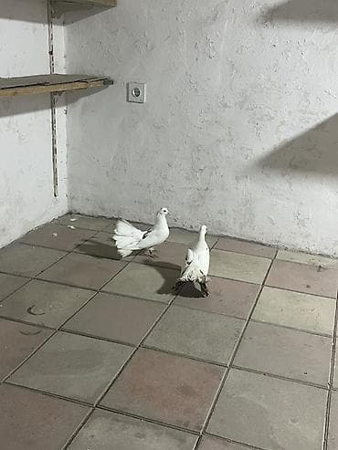 goyərcinler: Cüt dekorativ göyərçinlər – ağ rəngli, quyruğu yelpikvari açılan — 5