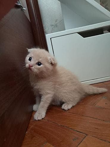 dosan sekili: Britan, Dişi, Yaxşı əllərə, Pulsuz çatdırılma — 2