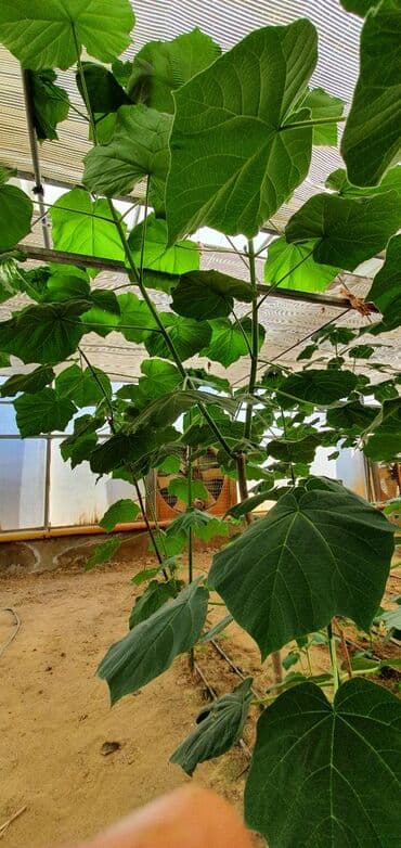 uzum tingləri: Paulownia (adem agaci) hal hazirda var 2 illik ağaclardı uzunlugu 3 — 7