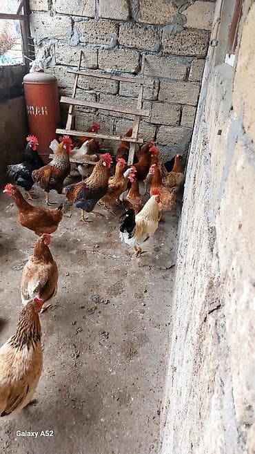 Ördəklər: Məhsul: Ev quşları – xoruz 7 ayliq heyvanlardi balacaliğlarindan — 3