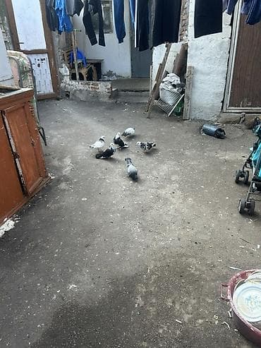 Ev göyərçinləri dəsti - Növ: evdə bəslənilən göyərçinlər - Say