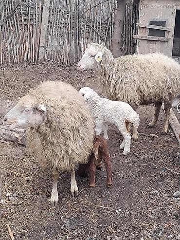 Pişiklər: Qoyun sürüsü - 7 bas qoyundu 5 i balalidi 2 side yetik bogaz buyne — 3