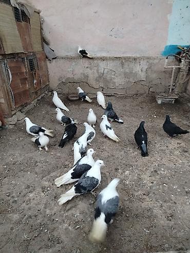 Akvariumlar: Göyçəplər satılır 10 dənə təmiz Iran quşlaridır, əsənlərdəndir, badam — 3