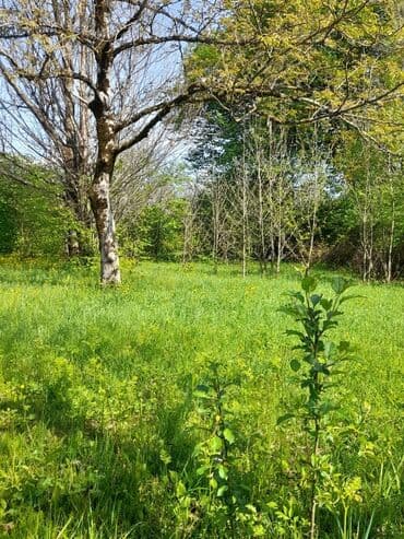 аренда и продажа недвижимости: 30 sot, Kənd təsərrüfatı, Mülkiyyətçi, Kupça (Çıxarış) — 13