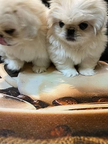 samoyed satılır: Pekines — 3