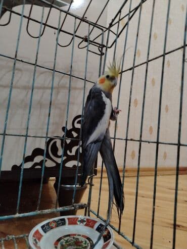 Akvariumlar: Nimfa (cockatiel) papağanı – boz-ağ rəng çaları, sarı tozquluğu və — 1