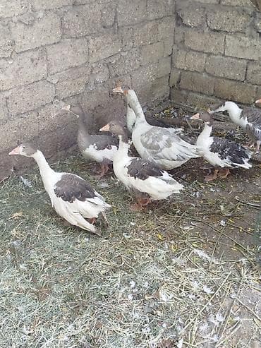 simmental cinsi: 4ədəd yerli qaz balalari satiliröz həyətimin heyvanlaridiinqibator — 5