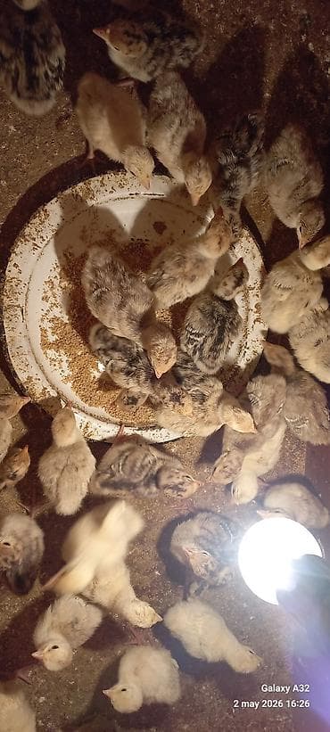 С/х животные и товары: Red Buorbun ətlik sort hind quşlarının 1 həftəlik cucəsi satılır — 9
