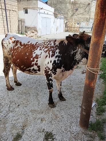 Heyvanlar: Məhsul: Xallı inək (dişi) Təsvir: - Rəng: ağ-qəhvəyi fonda qara-ağ — 4