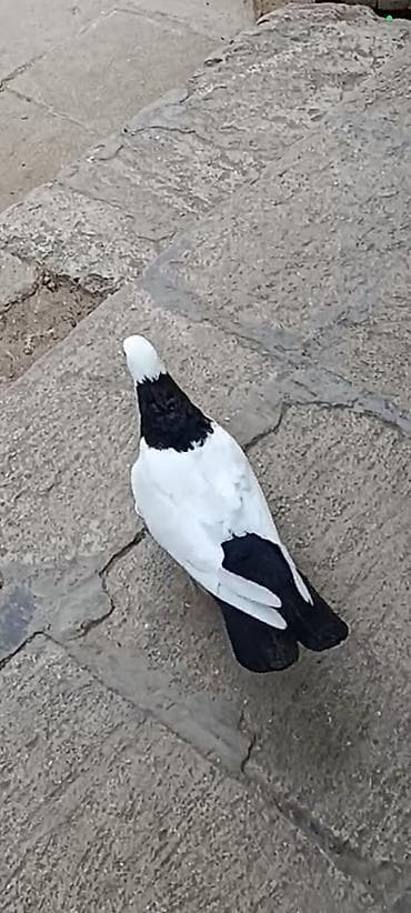Qara boyun dəst dibdən qara quyruq mayadı. Ciddi alıcı əlaqə saxlasın